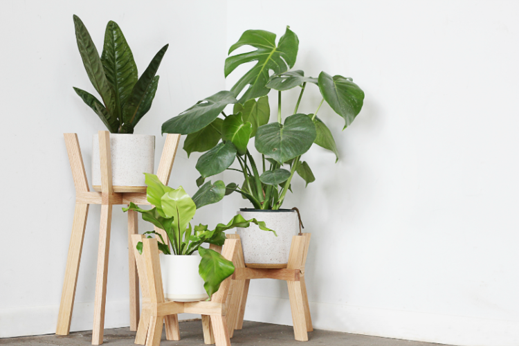 Consejos para cuidar plantas en maceta