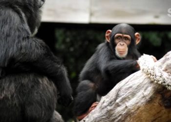 Un equipo de científicos chinos ha logrado proteger de la infección por SARS-CoV-2 a un grupo de animales