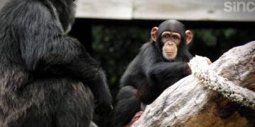 Un equipo de científicos chinos ha logrado proteger de la infección por SARS-CoV-2 a un grupo de animales