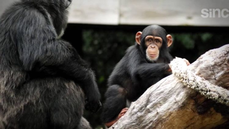 Un equipo de científicos chinos ha logrado proteger de la infección por SARS-CoV-2 a un grupo de animales