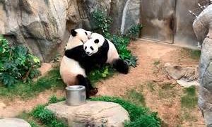 Pareja de pandas consiguió aparearse durante esta cuarentena