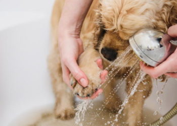 Como limpiar a tu mascota