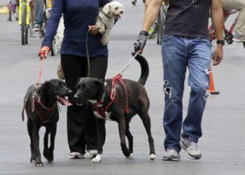 Riesgoso salir a correr y a caminar con mascotas: PC
