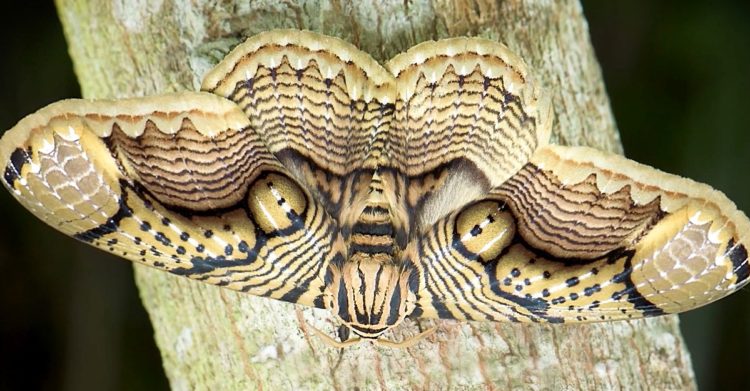 Fotógrafo capta una polilla gigante con “ojos de tigre”