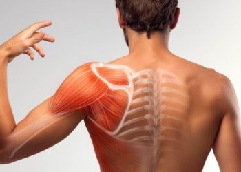 ¿Cuántos músculos tiene nuestro cuerpo?