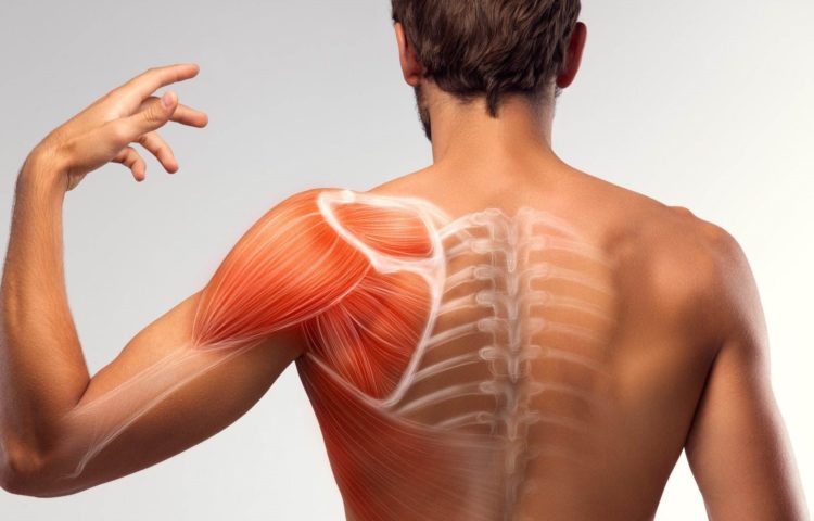 ¿Cuántos músculos tiene nuestro cuerpo?