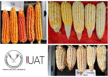 Estudian tesistas de la UAT variedades de maíz nativo tamaulipeco