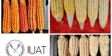 Estudian tesistas de la UAT variedades de maíz nativo tamaulipeco