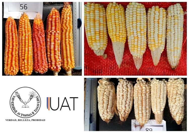 Estudian tesistas de la UAT variedades de maíz nativo tamaulipeco
