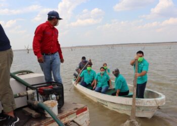 Impulsan producción de tilapia en la Presa Falcón 