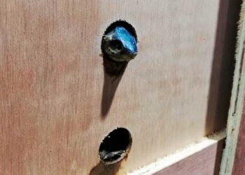 Rescata Profepa 13 mil tortugas en aduana de Cd. de México