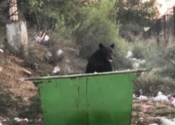 Buscan en Monterrey reglas de ‘convivencia’ con osos