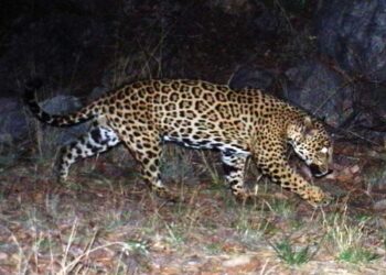 Muro de Trump atenta contra lobo mexicano y jaguar