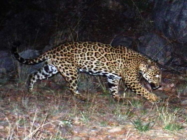 Muro de Trump atenta contra lobo mexicano y jaguar