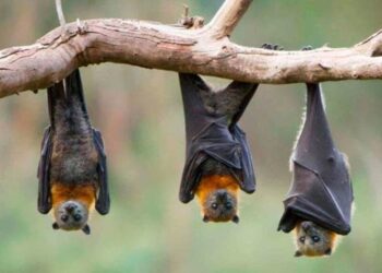 Hallan en murciélagos nuevo coronavirus parecido al Covid-19