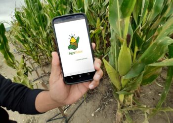 Otorgan a México reconocimiento por sistema sustentable en producción de maíz