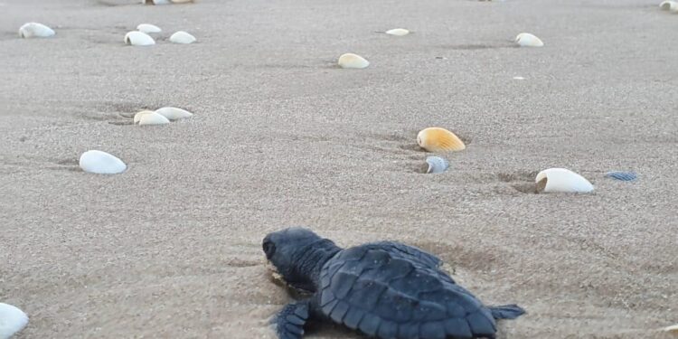 Nacen y liberan tortugas loras en litoral de Tamaulipas