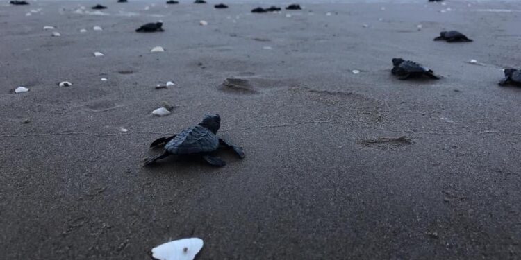 Nacen y liberan tortugas loras en litoral de Tamaulipas