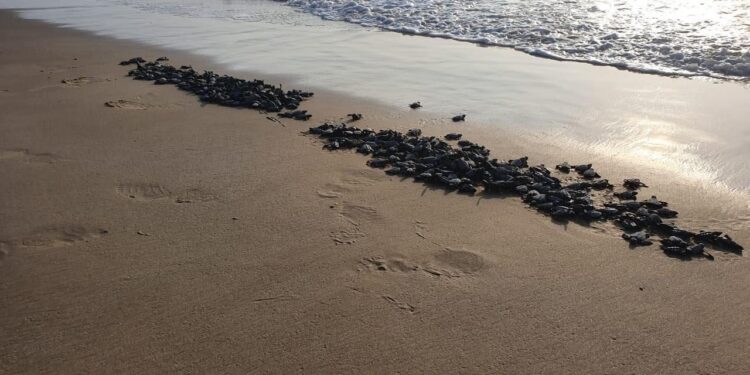 Nacen y liberan tortugas loras en litoral de Tamaulipas