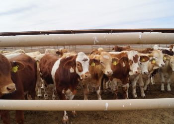 Repunta en marzo exportación de becerros a Estados Unidos