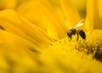 Llama ONU a protección mundial de las abejas, principal polinizador