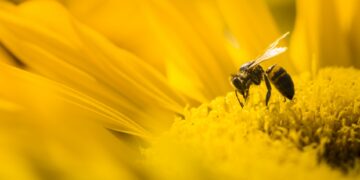 Llama ONU a protección mundial de las abejas, principal polinizador