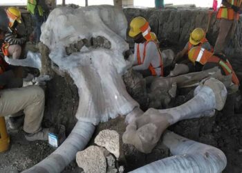 Hallan restos de 60 mamuts en aeropuerto de Santa Lucía