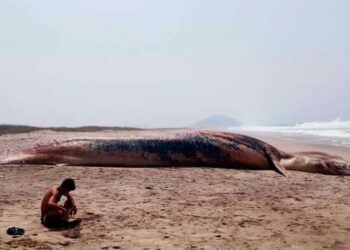 Atiende Profepa denuncia por muerte de ballena en Oaxaca