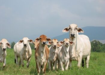 Preparan sector ganadero para escenario productivo y comercial pos-covid-19