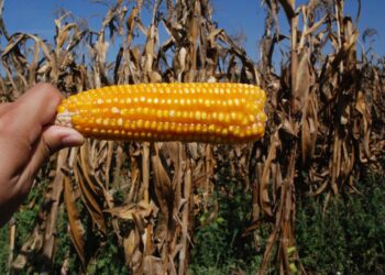Desarrollan semillas mejoradas de maíz con mayores rendimientos
