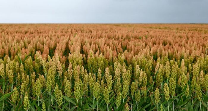 Fuertes lluvias y vientos frenan trillas de sorgo y maíz en Tamaulipas