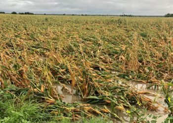 Fuertes lluvias y vientos frenan trillas de sorgo y maíz en Tamaulipas