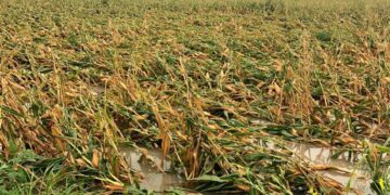 Fuertes lluvias y vientos frenan trillas de sorgo y maíz en Tamaulipas