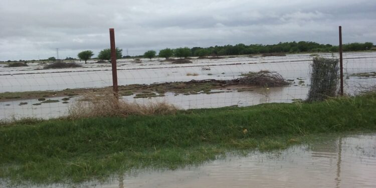 Fuertes lluvias y vientos frenan trillas de sorgo y maíz en Tamaulipas