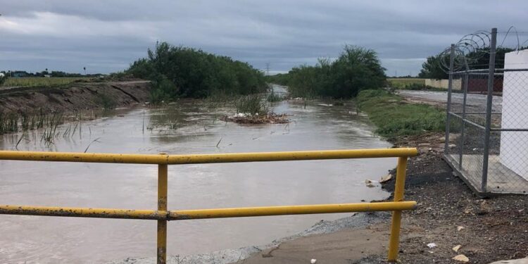 Fuertes lluvias y vientos frenan trillas de sorgo y maíz en Tamaulipas