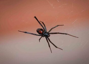 Niños bolivianos se dejan picar por arañas para convertirse en Spider-Man