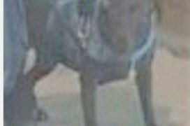 ‘Detiene’ a la perra pitbull que mató a ‘abuelita’