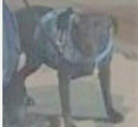 ‘Detiene’ a la perra pitbull que mató a ‘abuelita’