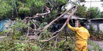 Levantan más de un centenar de árboles destruidos por tromba