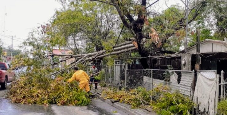 Levantan más de un centenar de árboles destruidos por tromba