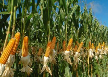 Mejora SAGALMEX apoyo a productores d maíz en Sinaloa