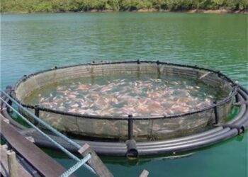 Activan programa que incentiva desarrollo acuícola para pequeños productores