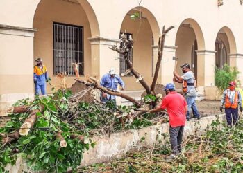 Retiran más de 300 árboles y ramas caídos en vivienda en N. Laredo