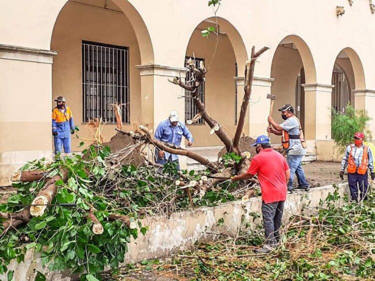 Retiran más de 300 árboles y ramas caídos en vivienda en N. Laredo