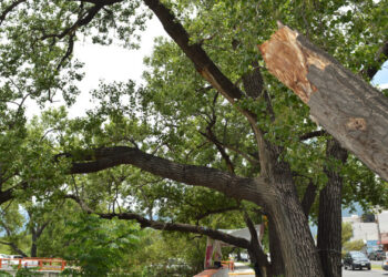 Protección Civil llama a podar árboles previo a temporada de ciclones