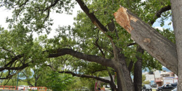 Protección Civil llama a podar árboles previo a temporada de ciclones