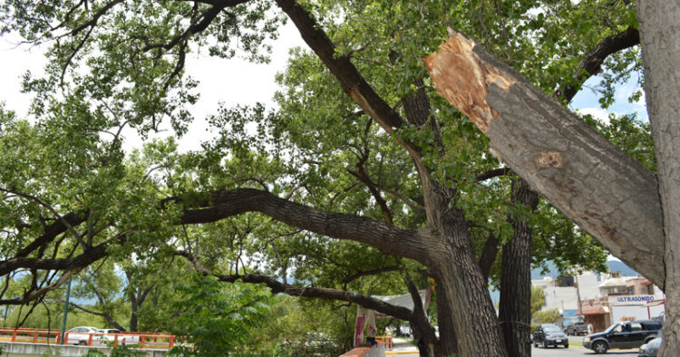 Protección Civil llama a podar árboles previo a temporada de ciclones