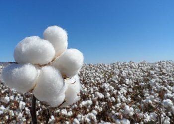 Promueve INIFAP control de la  mosca blanca en algodón