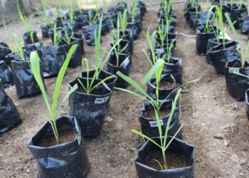 Promueve tecnologías sustentables para la producción de caña de azúcar