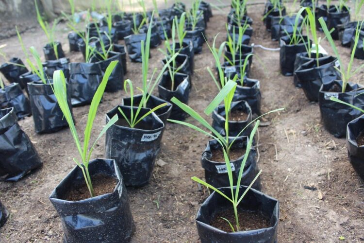 Promueve tecnologías sustentables para la producción de caña de azúcar